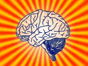 Cerveau Science La Biologie