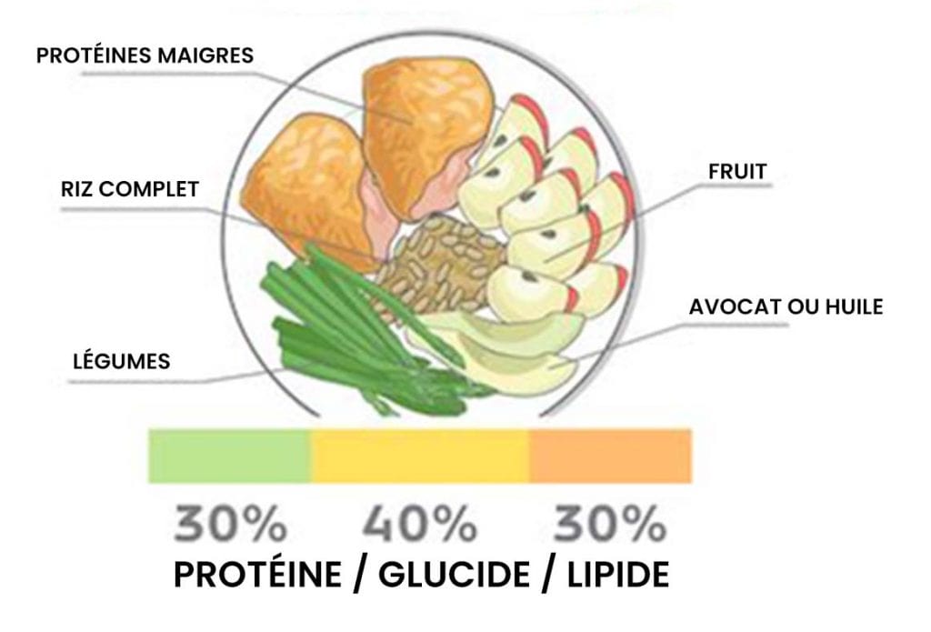 Schéma assiette idéale protéines glucides lipides