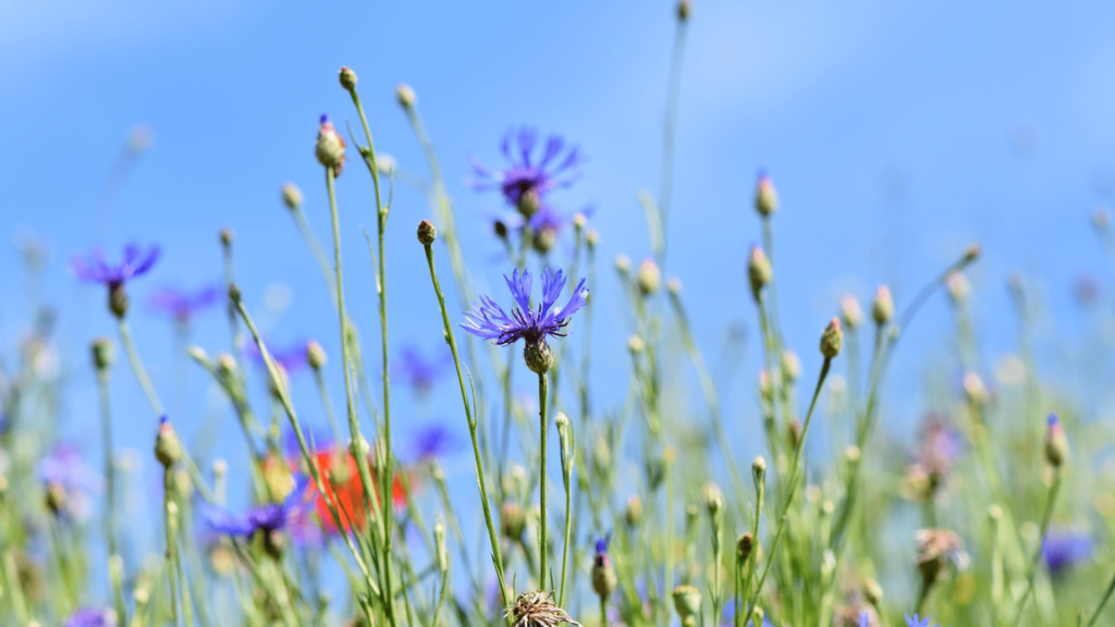 Fleur de montagne vue de près