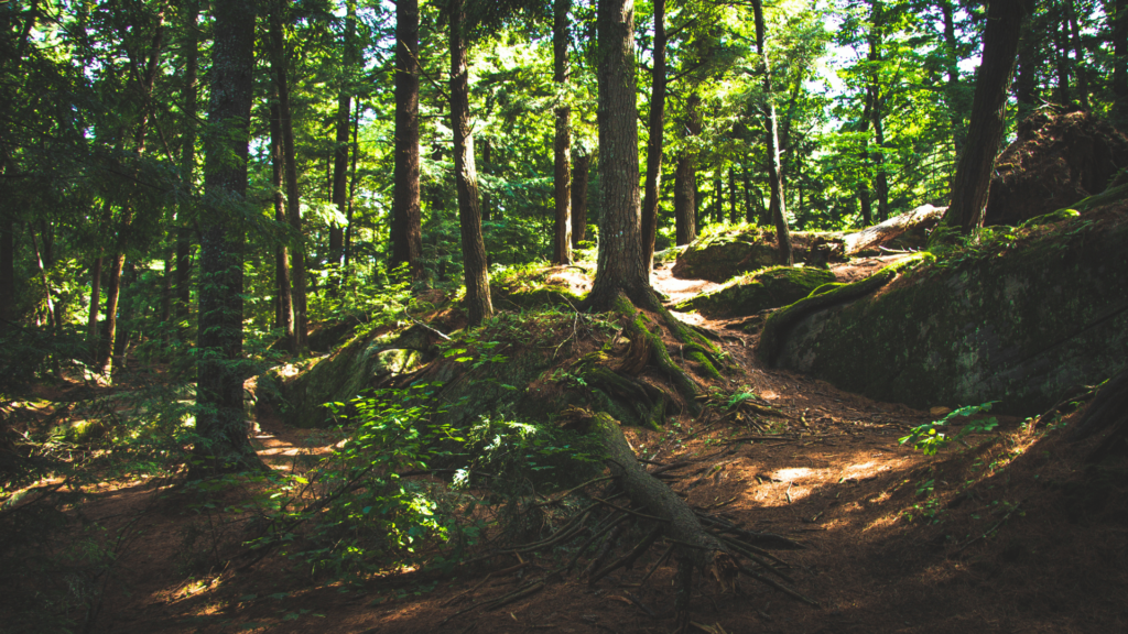 Forêt d'arbres en montagne
