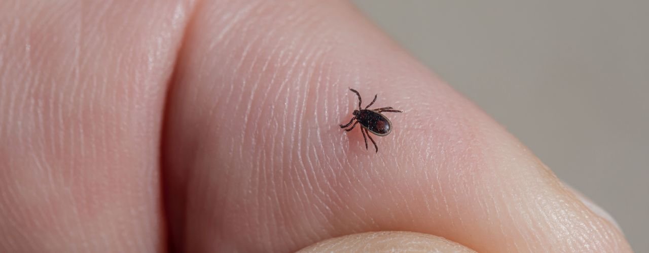 Tiques en course à pied : Comment les éviter et les retirer si vous êtes piqué ?