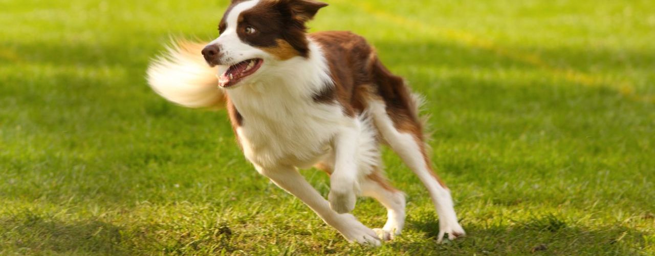Que faire si un chien vous poursuit quand vous courez ? 7 étapes pour rester en sécurité
