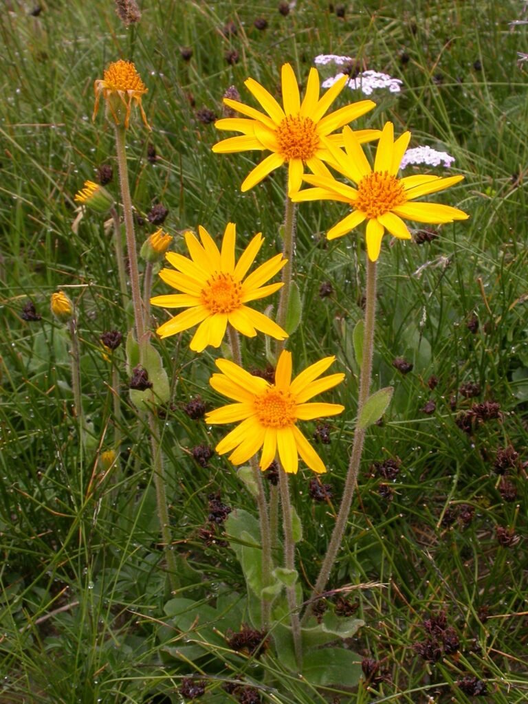 Arnica des montagnes fleurs jaunes