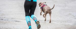 Les meilleurs chiens de course : 8 meilleures races pour accompagner les coureurs