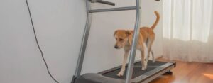 Top 5 des meilleurs tapis roulant pour chiens en 2023 (oui, ça existe !)