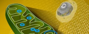 12 choses à savoir sur les mitochondries qui pourraient changer votre entrainement running