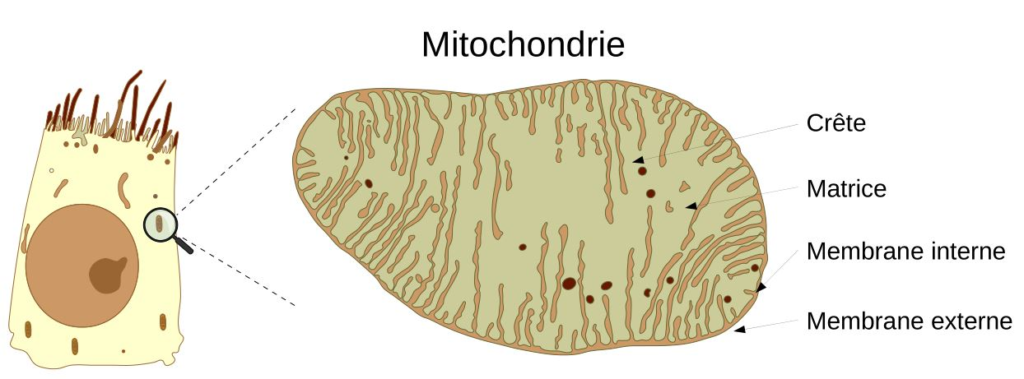 Schéma mitochondrie