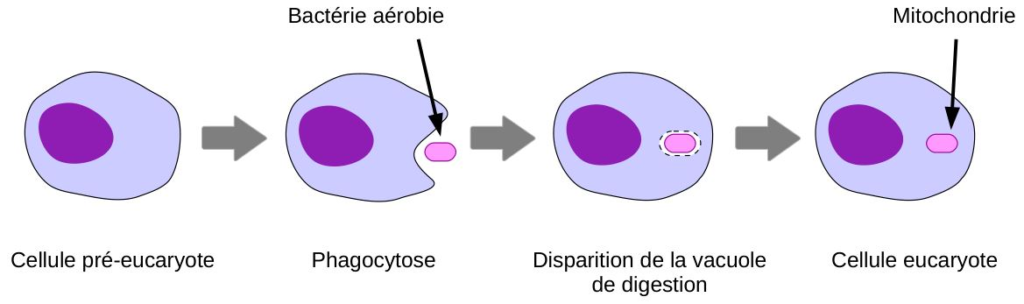 Acquisition d’une mitochondrie par une cellule pré-eucaryote