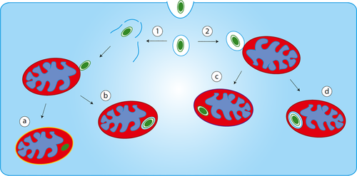 Schéma mitochondries