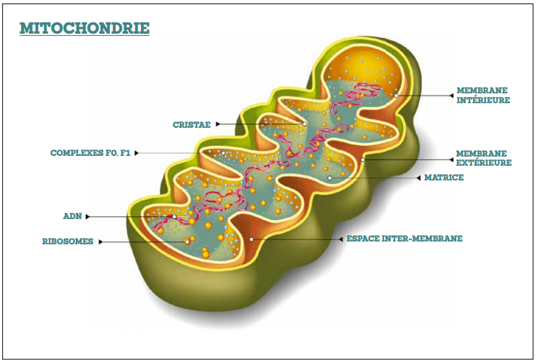 Schéma éléments composant une mitochondrie