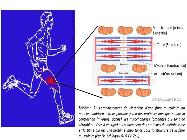 Schéma agrnadissement de l'intérieur d'une fibre musculaire du muscle quadriceps