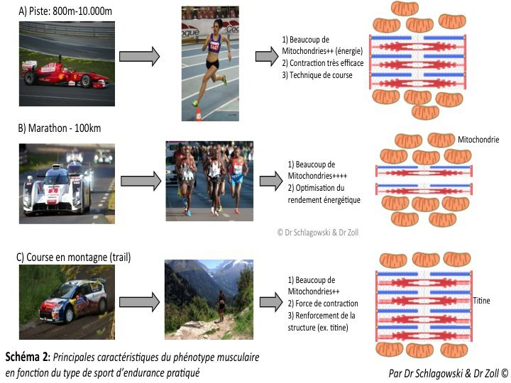 Schéma principales caractéristiques du phénotype musculaire en fonction du type de sport d'endurance pratiqué
