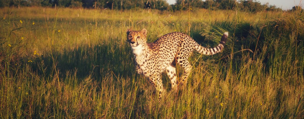 Quelle est la vitesse de course d'un guépard ? 14 comparaison des vitesses de course des animaux