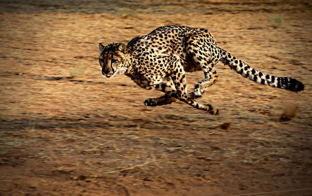 Quelle est la vitesse de course d'un gu&eacute;pard ?