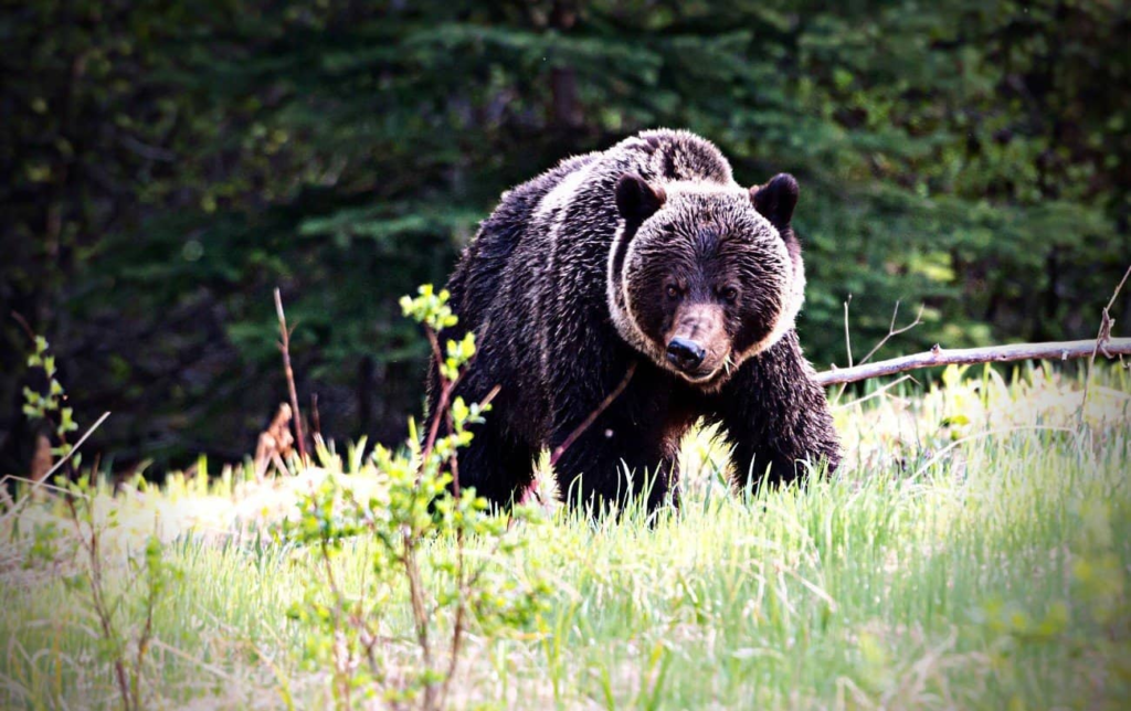 &Agrave; quelle vitesse un ours peut-il courir ?