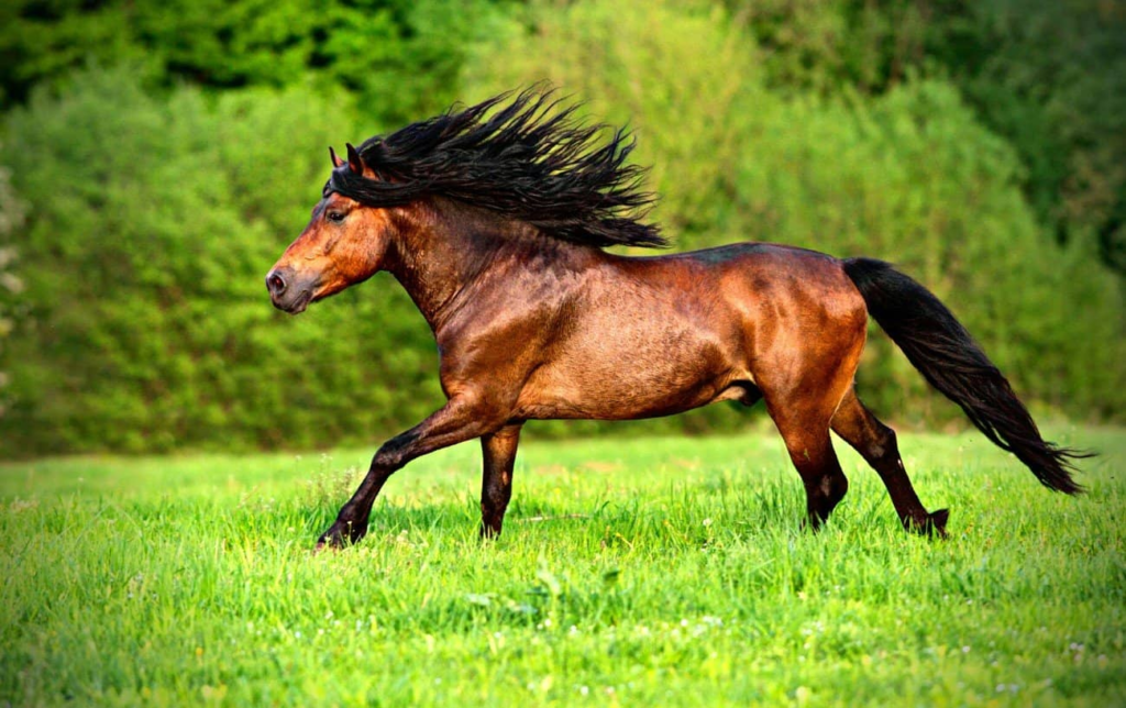 A quelle vitesse un cheval peut-il courir ?