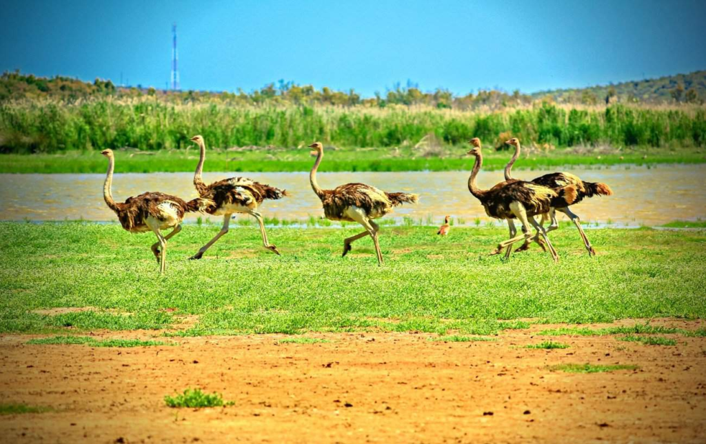 &Agrave; quelle vitesse une autruche peut-elle courir ?