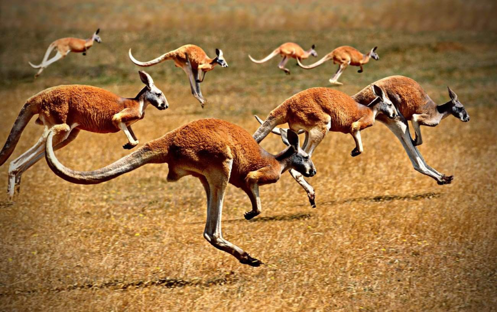 &Agrave; quelle vitesse un kangourou peut-il courir ?