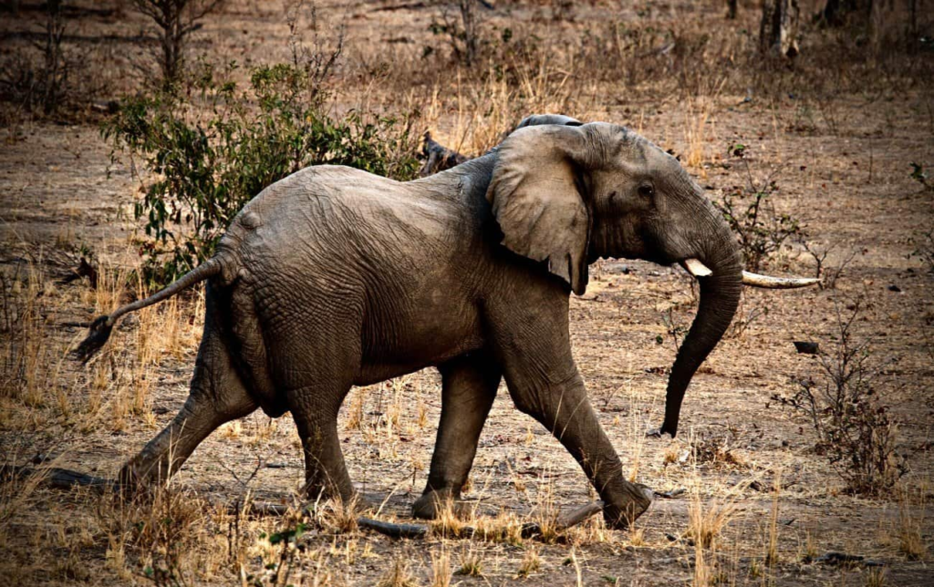&Agrave; quelle vitesse un &eacute;l&eacute;phant peut-il courir ?