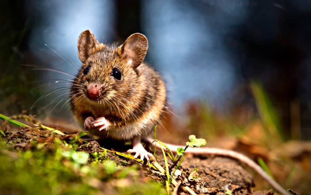 &Agrave; quelle vitesse une souris peut-elle courir ?