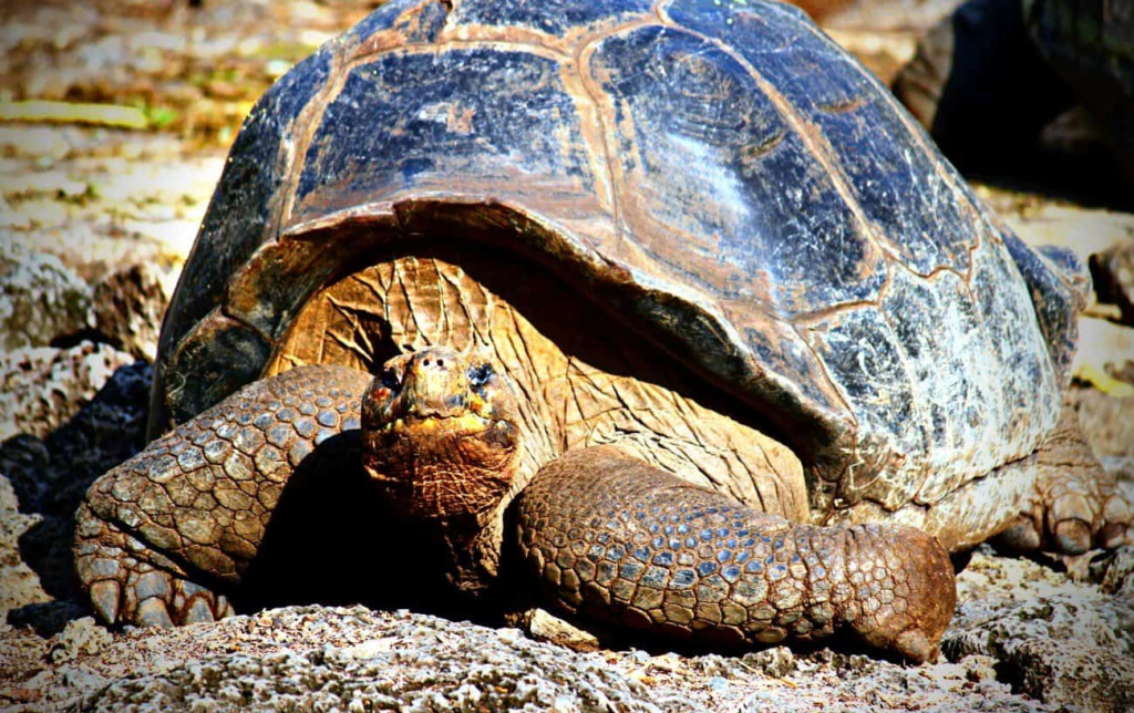 &Agrave; quelle vitesse une tortue peut-elle courir ?