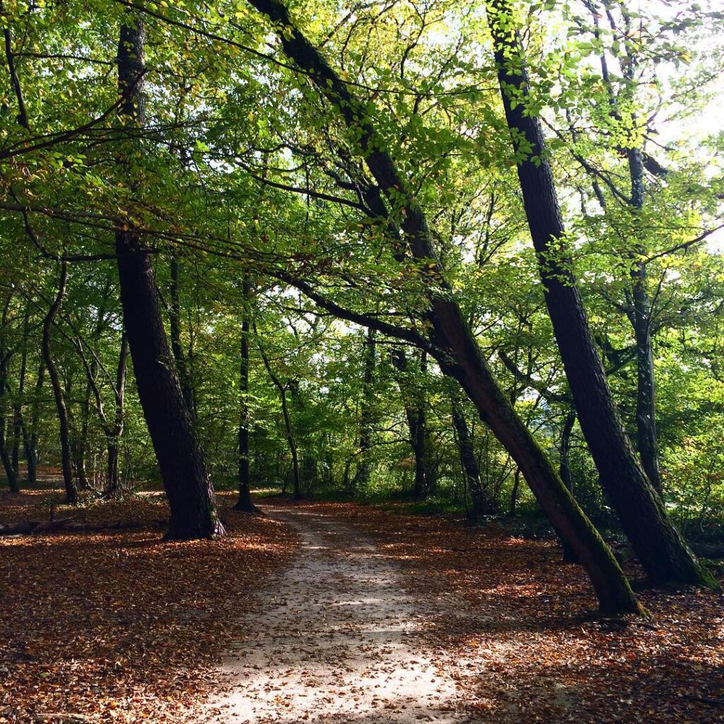 Bois de Thouars (Thalence)