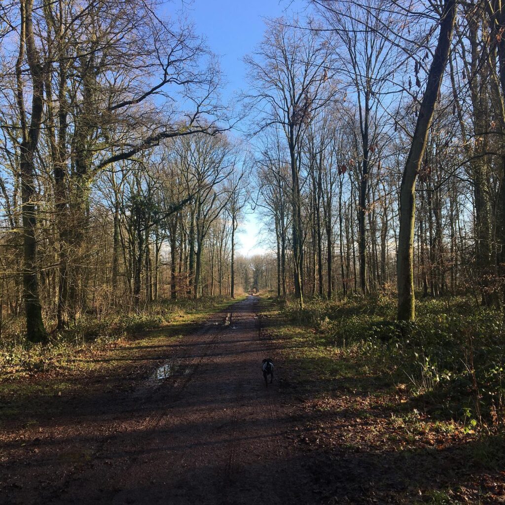 Forêt de Phalempin