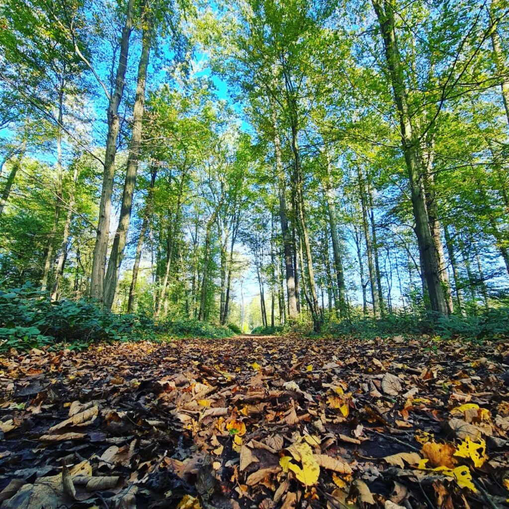 Forêt de Phalempin