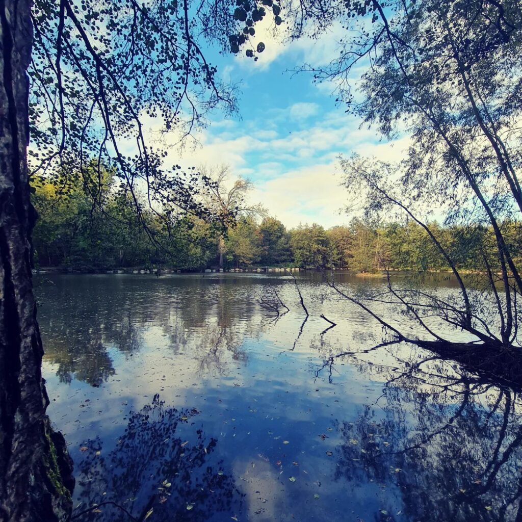 Forêt de Phalempin