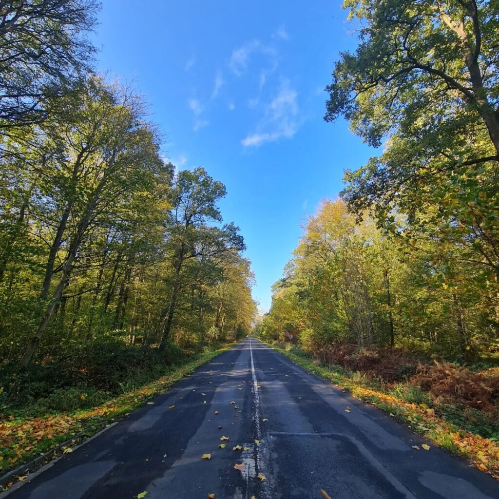 Forêt de Phalempin