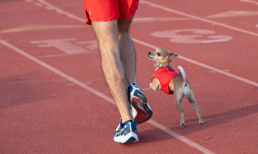 Chihuahua Jellybean court &agrave; c&ocirc;t&eacute; de son maitre Andrew Owens sur une piste d'athl&eacute;tisme