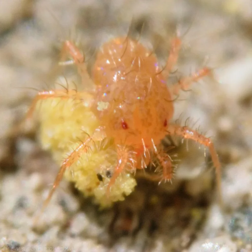 acarien Paratarsotomus macropalpis